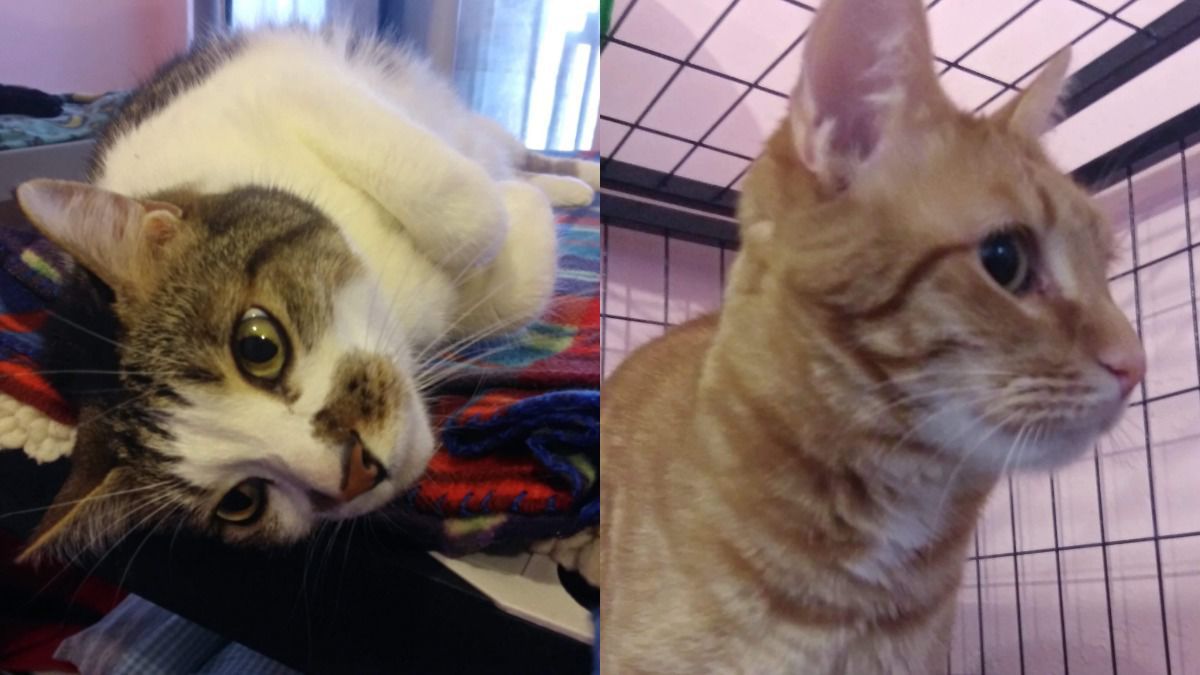 Adopt a friend: Ike and Marmalade